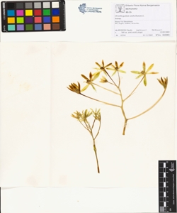 Ornithogalum umbellatum L.