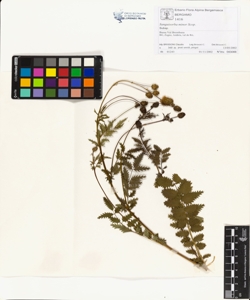 Sanguisorba minor Scop.