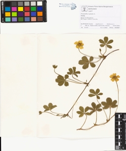 Potentilla reptans L.