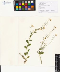 Cardaminops¿s halleri (L.) Hayek