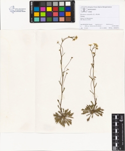 Kernera saxatilis (L.) Rchb.