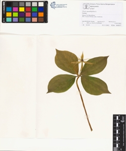 Paris quadrifolia L.