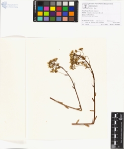 Saxifraga hostii Tausch subsp. rhaetica (Kerner) Br.-Bl.