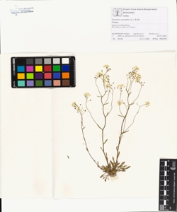 Kernera saxatilis (L.) Rchb.
