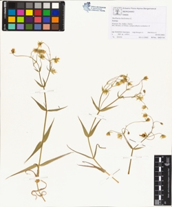 Stellaria holostea L.