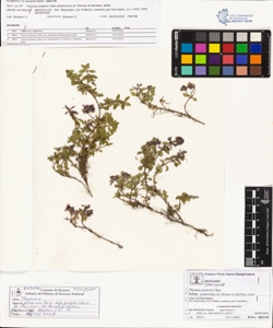 Thymus praecox Opiz subsp. polytrichus (A. Kerner ex Borbas) Jalas