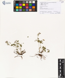 Geranium pus¿llum L.
