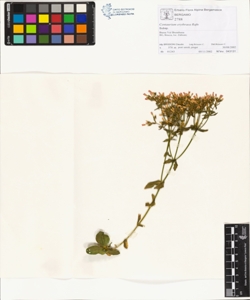 Centaurium erythraea Rafn