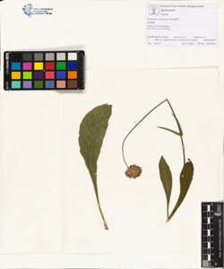 Knautia drymeia Heuffel