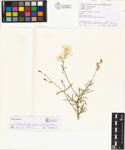 Consolida regalis S. F.Gray