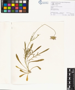 Scabiosa vestina Facchini