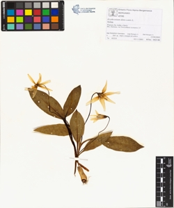 Erythronium dens-canis L.