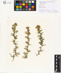 Ononis spinosa L.