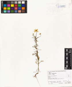 Matricaria inodora L.
