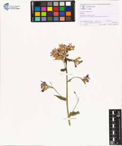 Lunaria annua L.