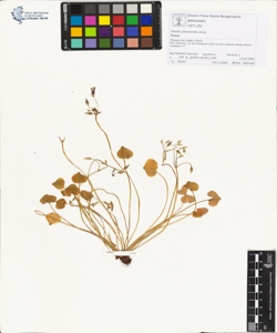 Oxalis purpurata Jacq.