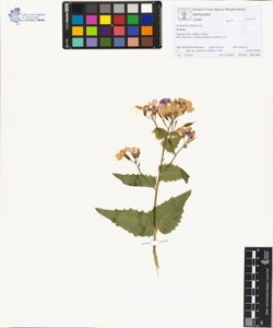 Lunaria annua L.
