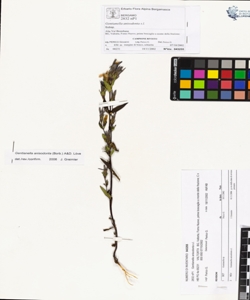 Gentianella anisodonta (Borb¿s) L¿ve