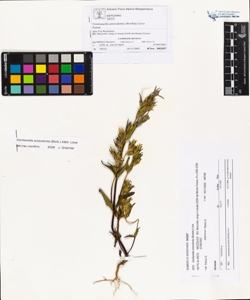Gentianella anisodonta (Borb¿s) L¿ve