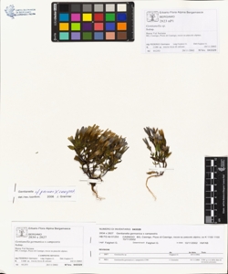 Gentianella germanica x campestris