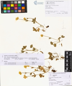Ranunculus grenieranus Jordan