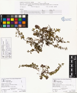 Thymus praecox Opiz subsp. polytrichus (A. Kerner ex Borbas) Jalas