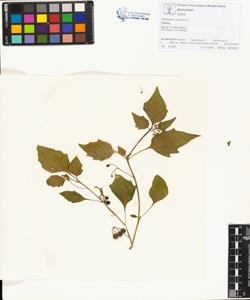 Solanum nigrum L.