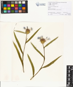 Centaurea triumfetti All.