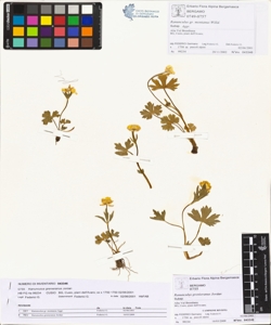 Ranunculus grenieranus Jordan