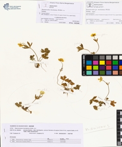 Ranunculus montanus Willd. s.s.