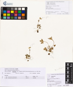 Ranunculus montanus Willd. s.s.