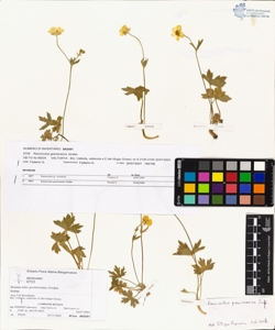 Ranunculus grenieranus Jordan