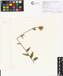 Campanula glomerata L.