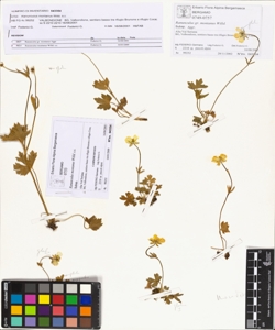 Ranunculus montanus Willd. s.s.