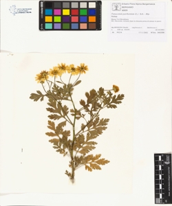 Tanacetum parthenium (L.) Sch. - Bip.