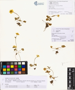 Ranunculus grenieranus Jordan