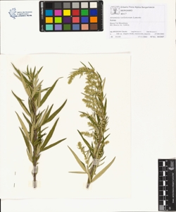 Artemis¿a verlotiorum Lamotte