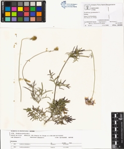 Scabiosa gramuntia L.