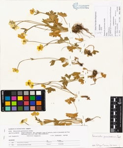 Ranunculus grenieranus Jordan