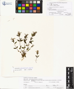 Gentianella germanica x campestris