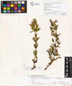 Gentianella anisodonta (Borb¿s) L¿ve