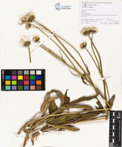Senecio doronicum L.