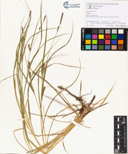 Carex hirta L.