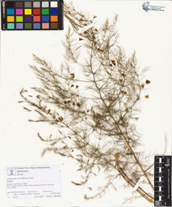 Asparagus tenuifolius Lam.