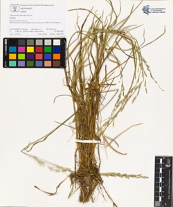 Glyceria plicata Fries