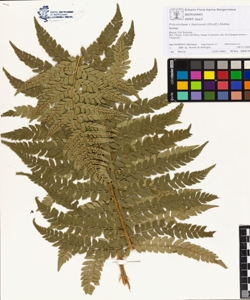 Polystichum x luerssenii (Dorfl.) Hahne