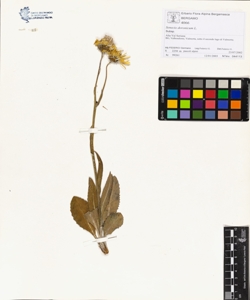 Senecio doronicum L.