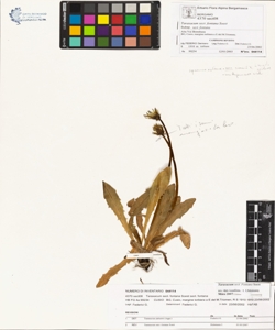 Taraxacum sect. fontana Soest
