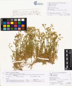 Cerastium arvense L. subsp. strictum (L.) Gaudin