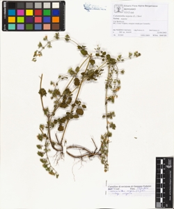 Calamintha nepeta (L.) Savi subsp. nepeta